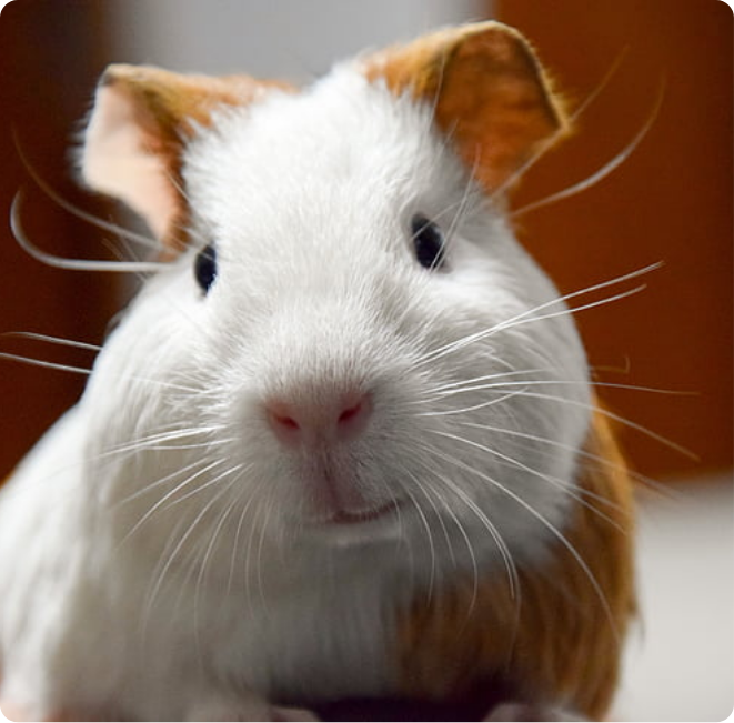 animal-pets-guinea-pig-netherlands-pig-preview